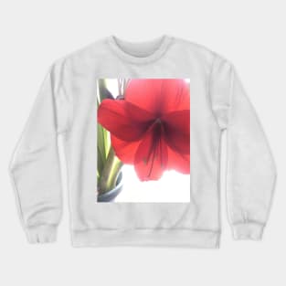 Translucent Amaryllis Crewneck Sweatshirt